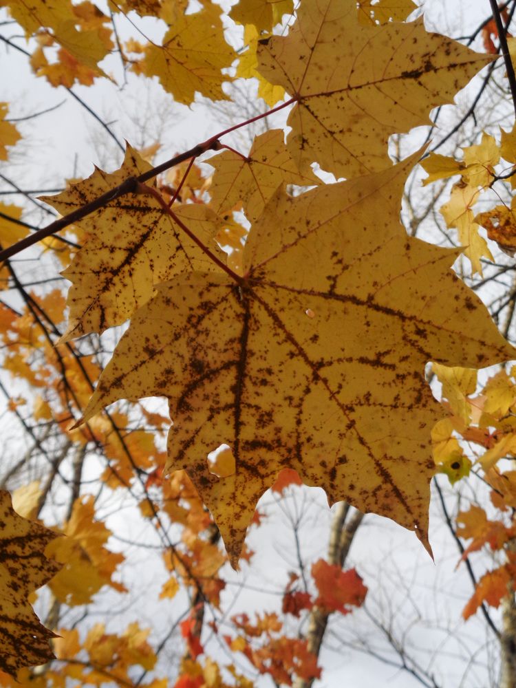 Photograph by Игорь Максимов