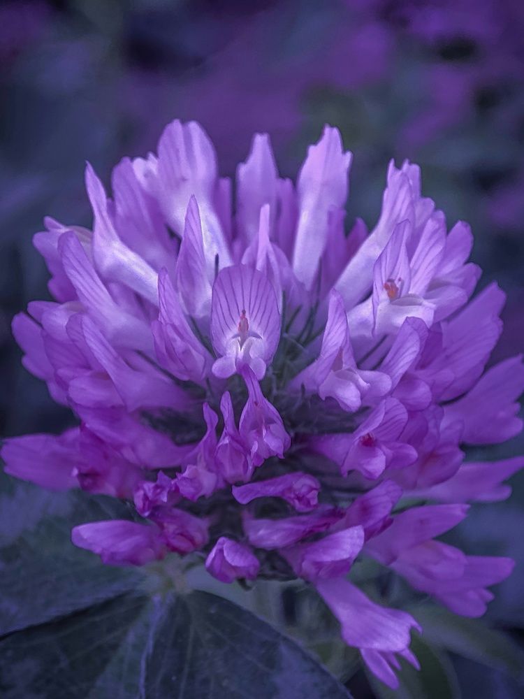 Фотография автора Marina Talalina