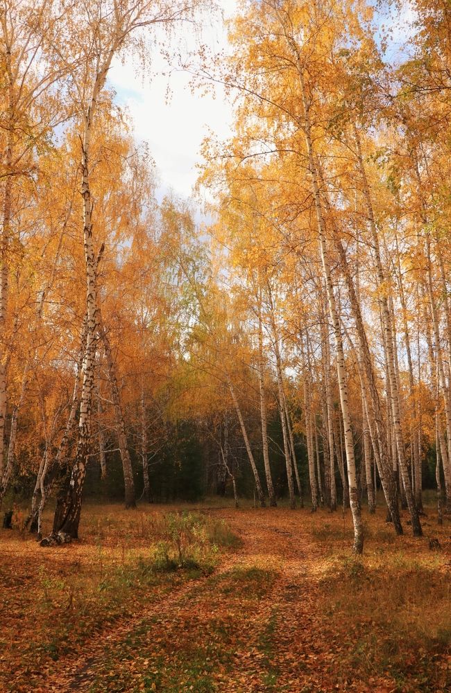 Фотография автора Анатолий Нифантов