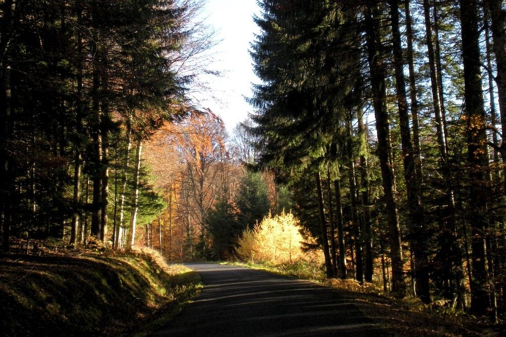 Фотография автора Nicole Thévenon