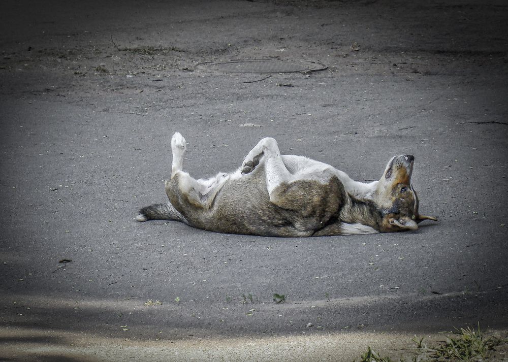 Photograph by Игорь Квочка