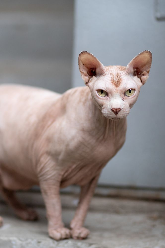 Фотография автора Нестеренко Александр