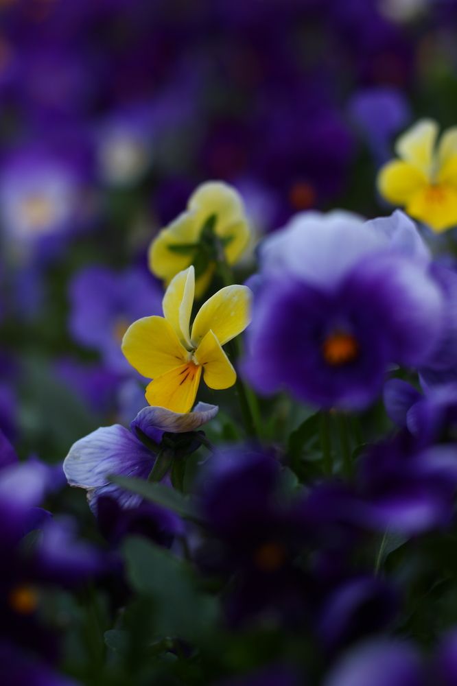 Photograph by Анна Александровна