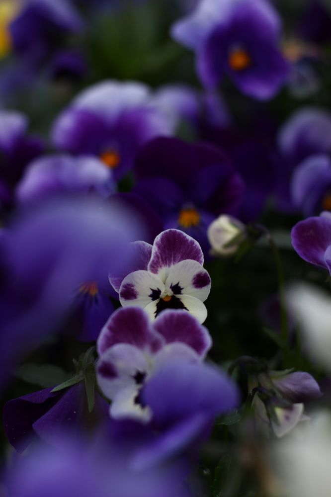 Photograph by Анна Александровна