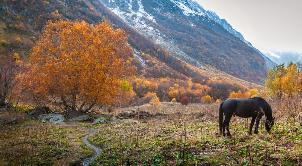 Сюжет для одиноких ...