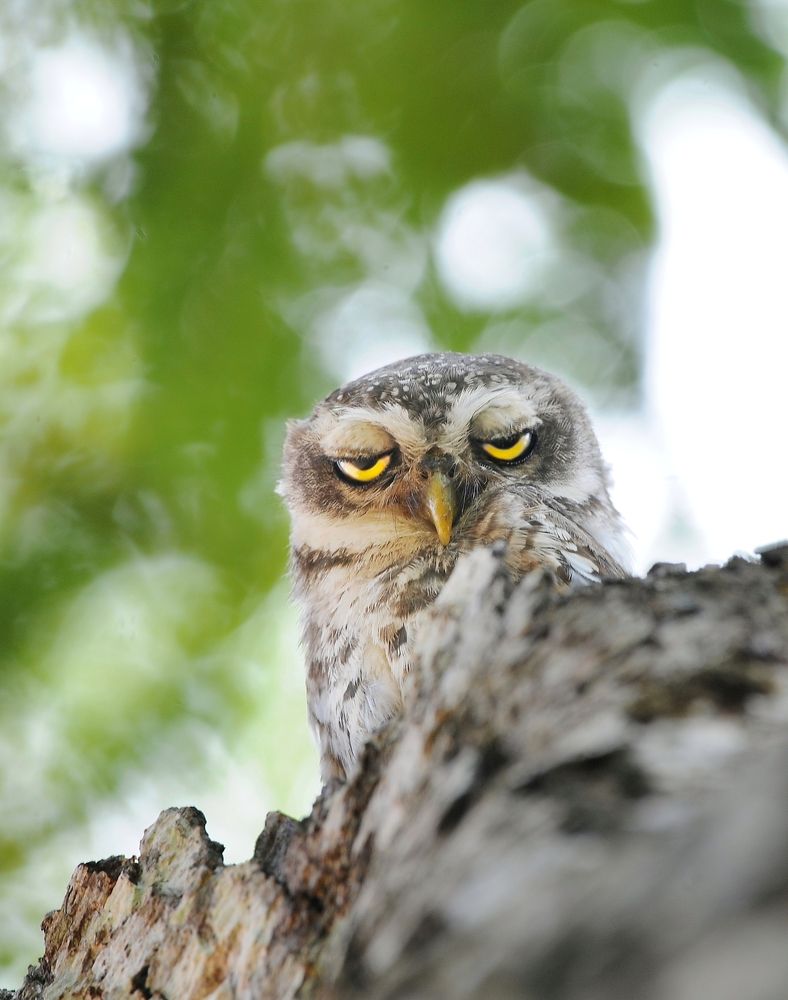 Photograph by George S George