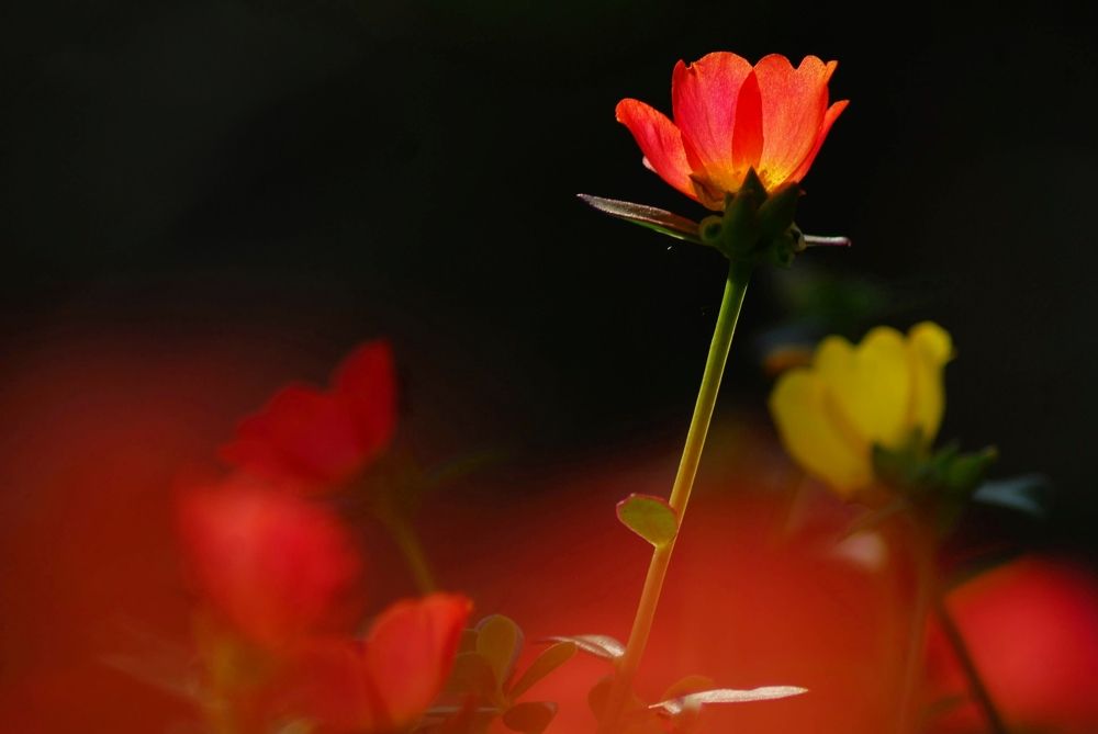 Photograph by George S George