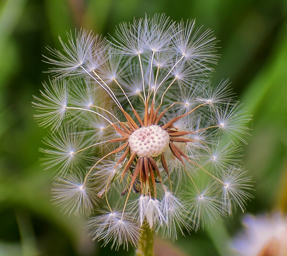 Одуванчик сменил имидж