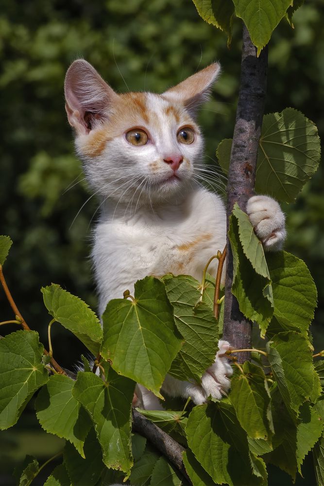 Дневной дозор-2