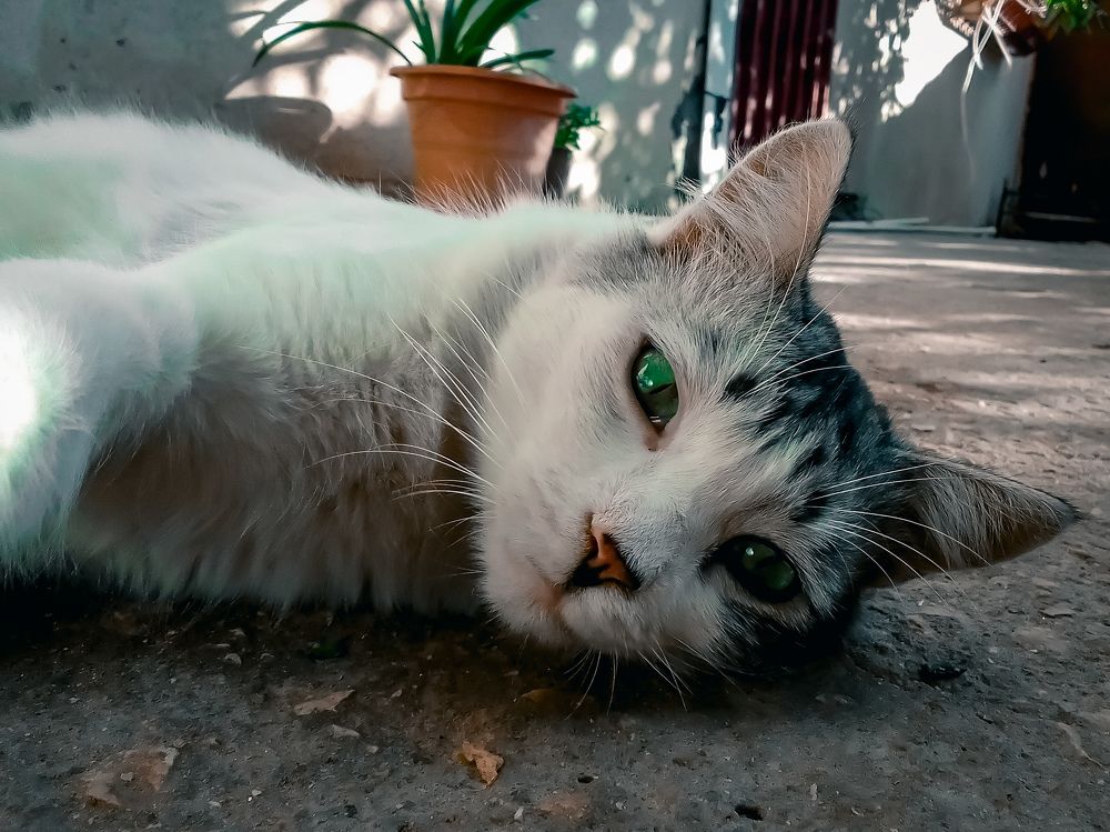 Photograph by Ziko Demmane