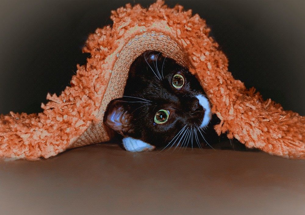 кто не спрятался, я не виноват!