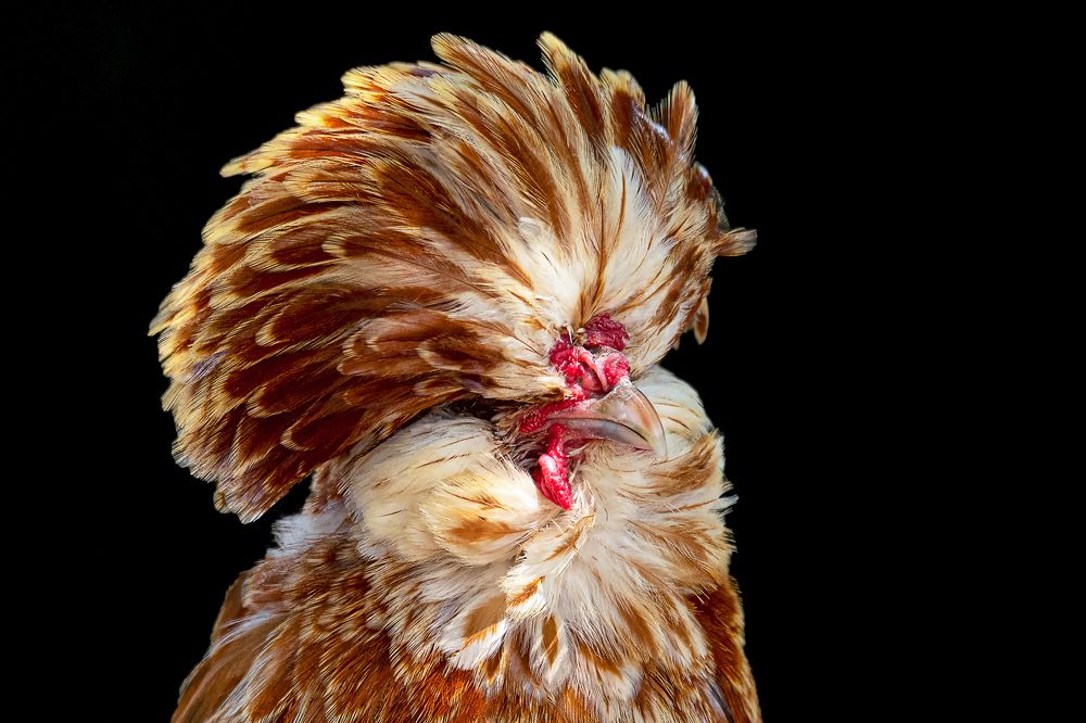 Фотография автора Faller Tamás