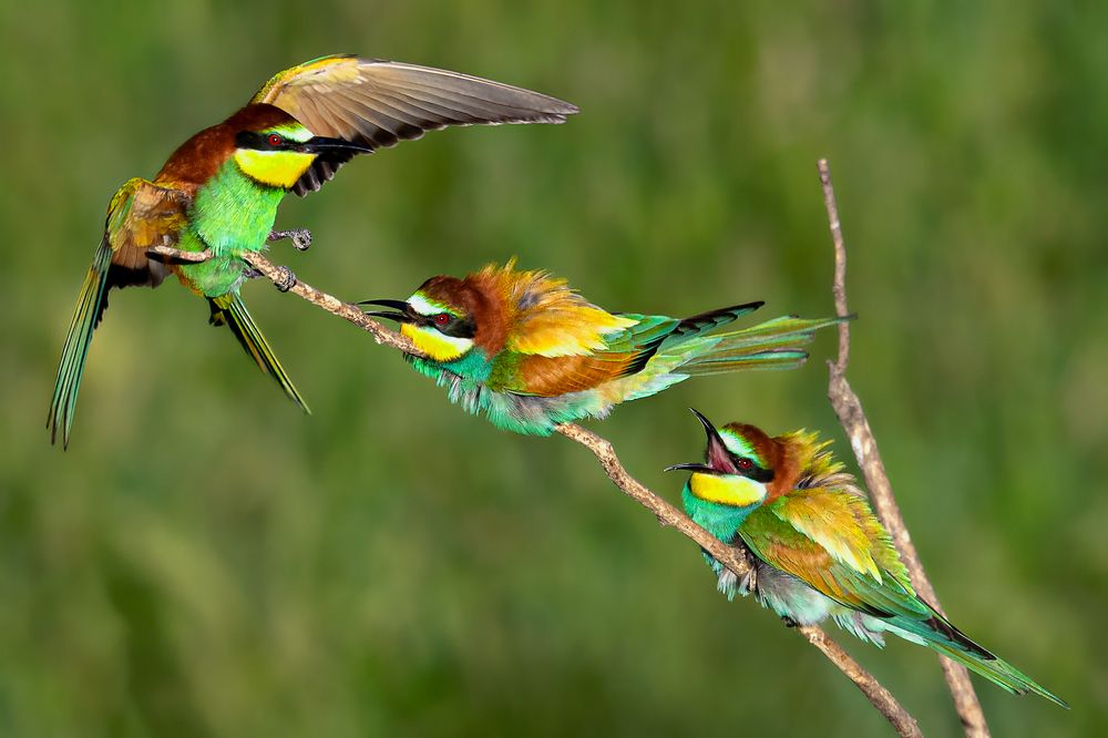 Фотография автора Faller Tamás