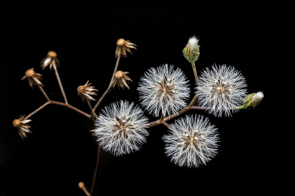 Photograph by NeCoTi ChonTin