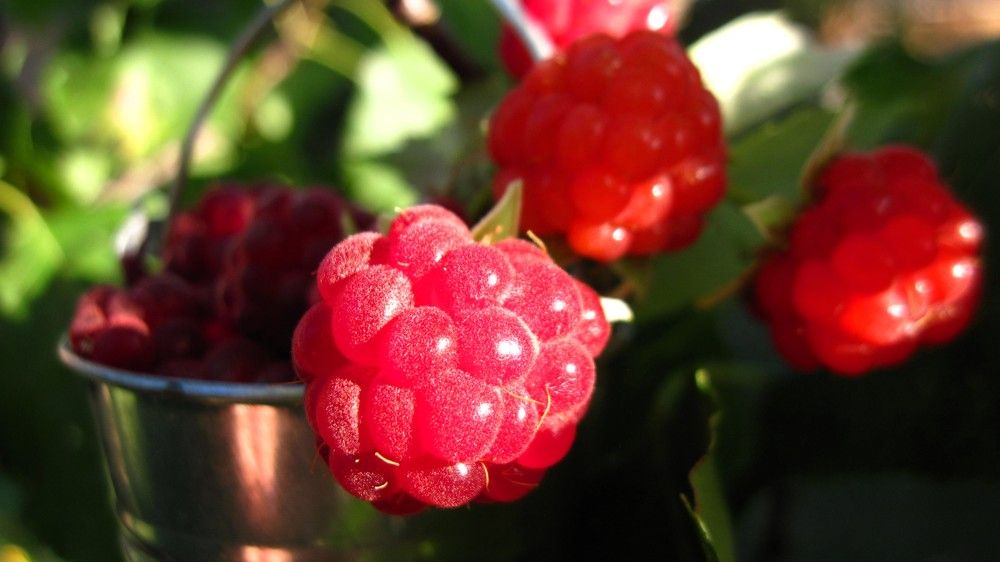 Photograph by Viktoriia Rusanova