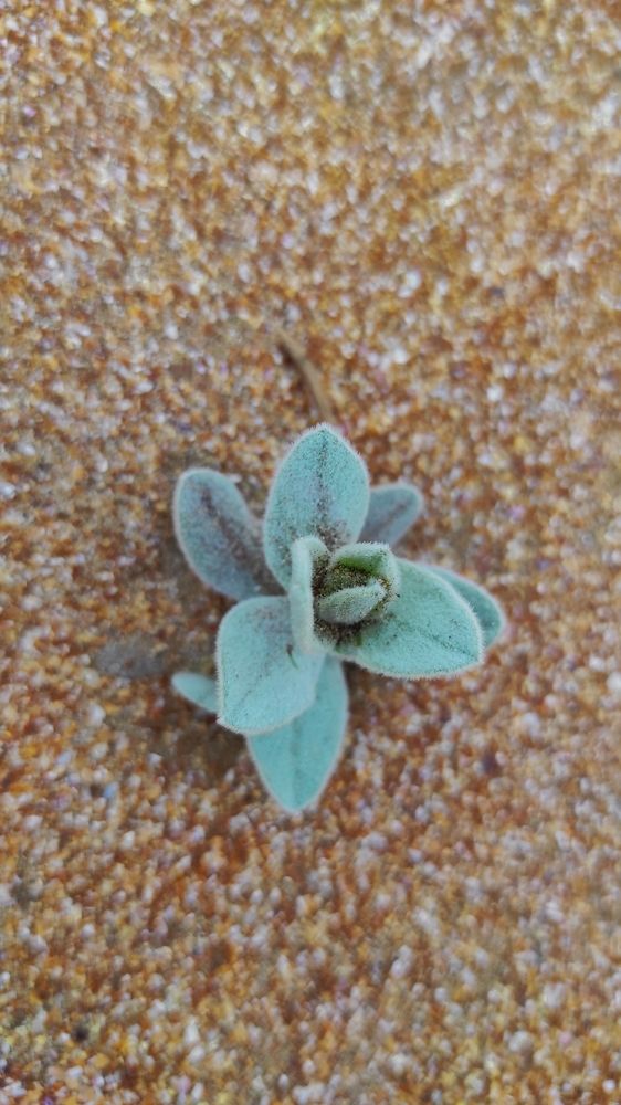 Photograph by Светлана Сафонова