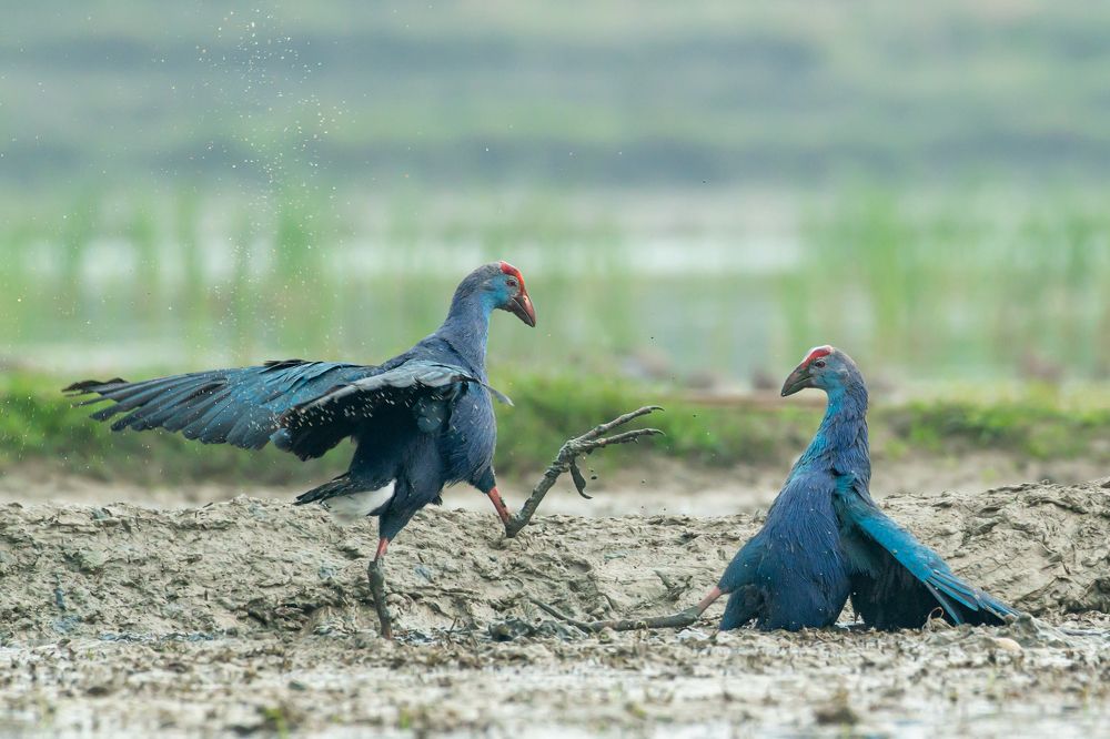 Photograph by Susanjit Saha