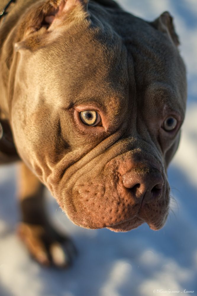 Photograph by Алина Камбулина