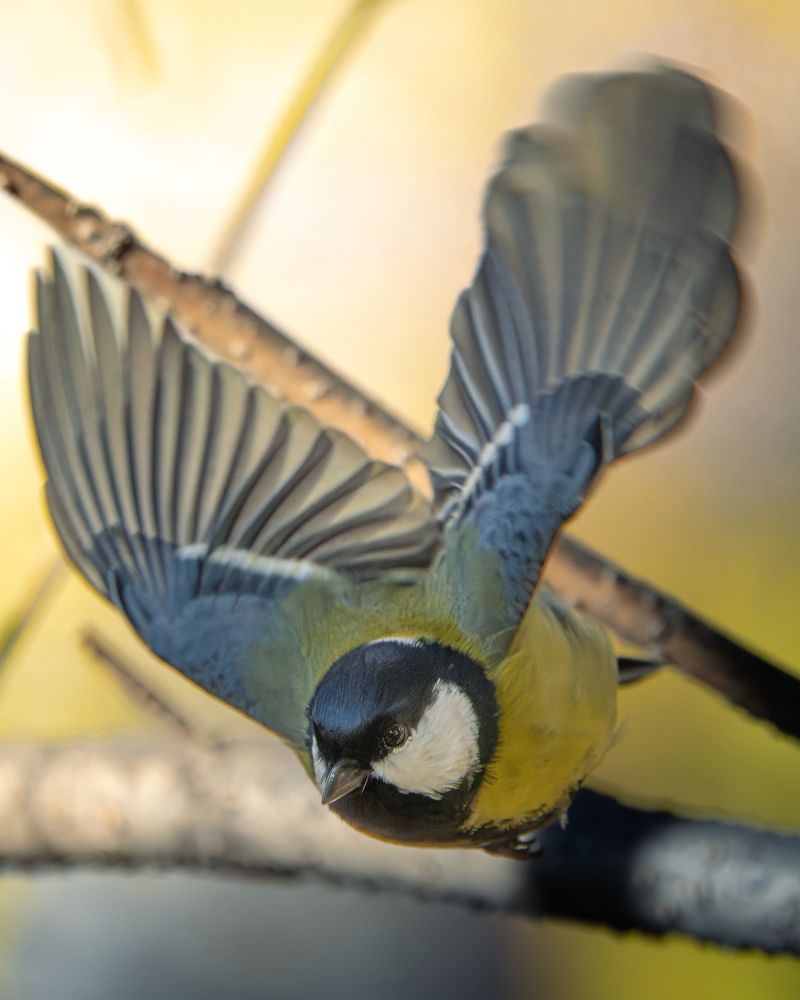 Фотография автора Андрей Иванов