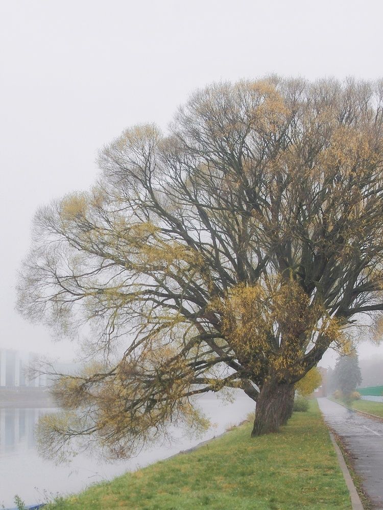 Photograph by Елена