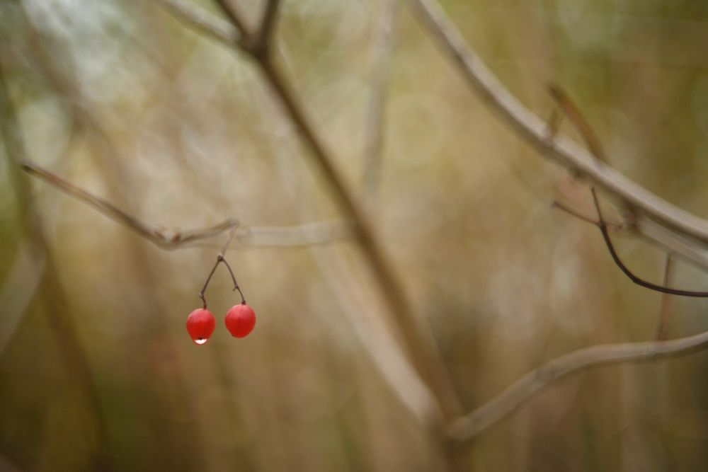 Photograph by Владимир Леликов-Кузьменко
