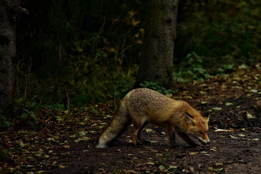 Photograph by Владимир Леликов-Кузьменко