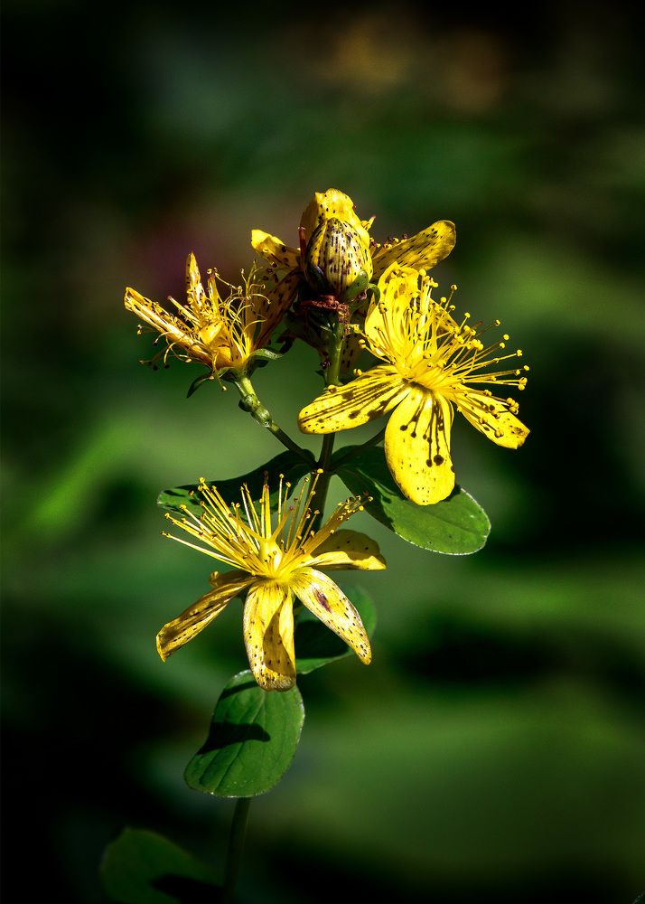 Photograph by Valery Pegushev