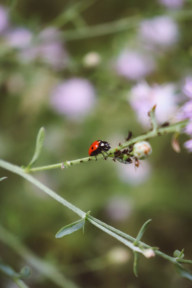 Фотография автора Юлия Гантимурова