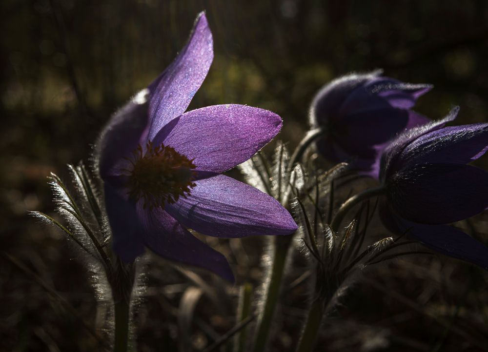 "Аметистовый сон"