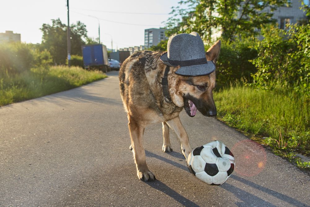 Собака в шляпе и мяч