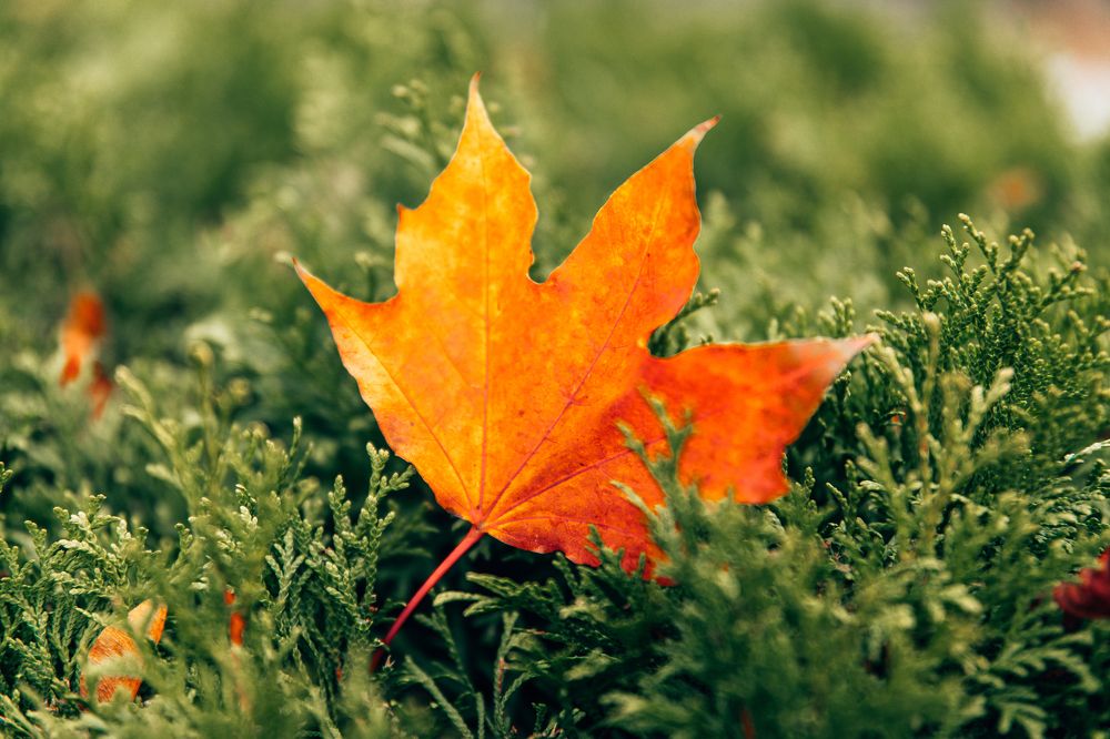 Photograph by Алексей Никитин