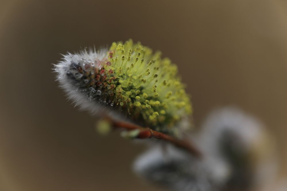 Капельки дождя на вербе