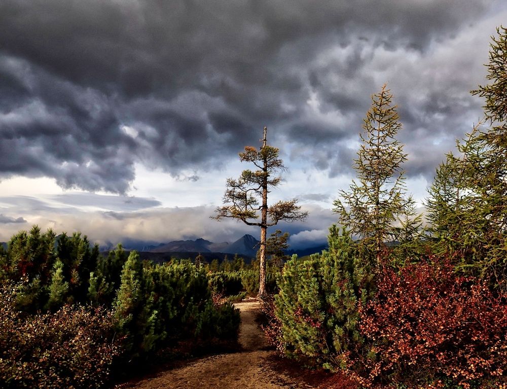 Одинокая сосна