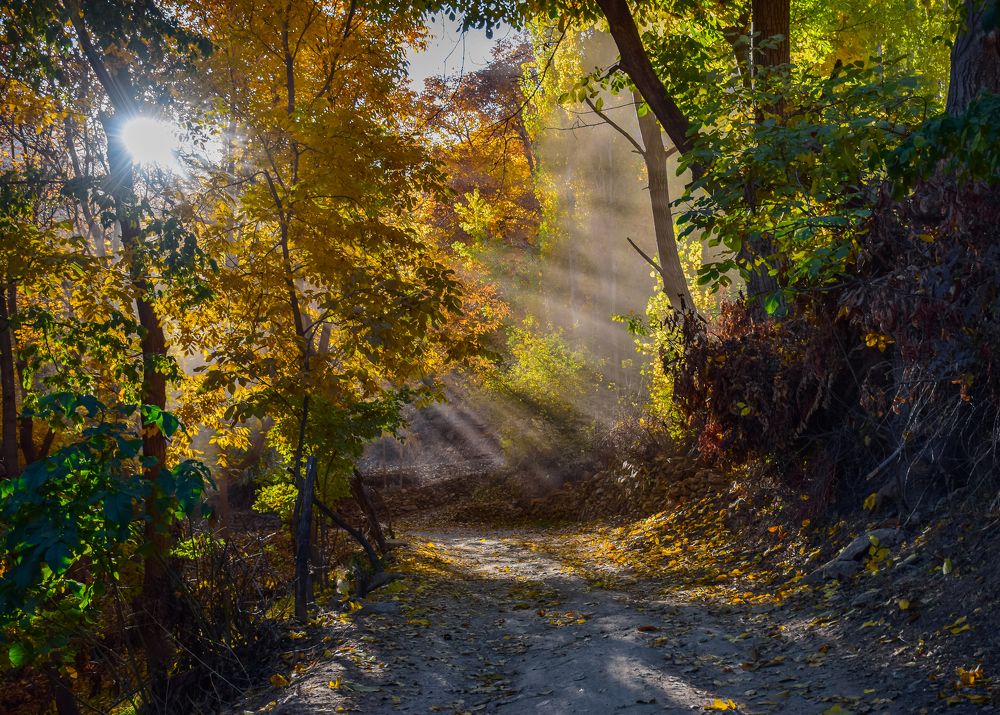 Photograph by Ehsan Fathi