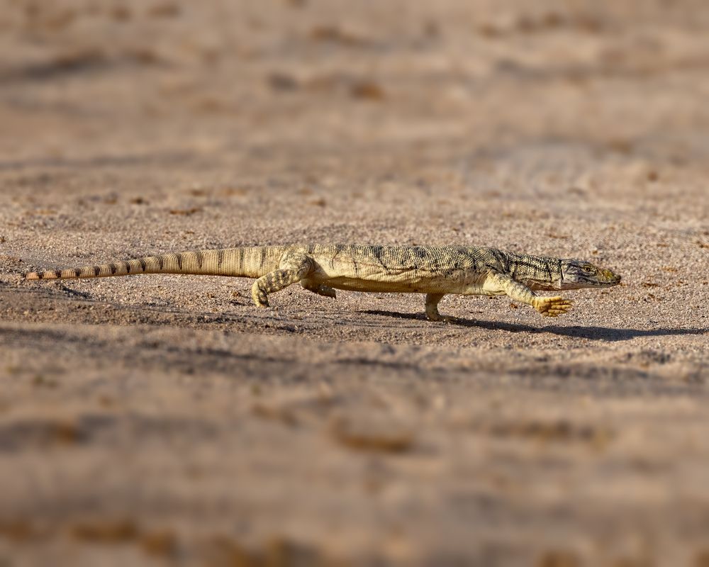 Photograph by Seeja Sadath