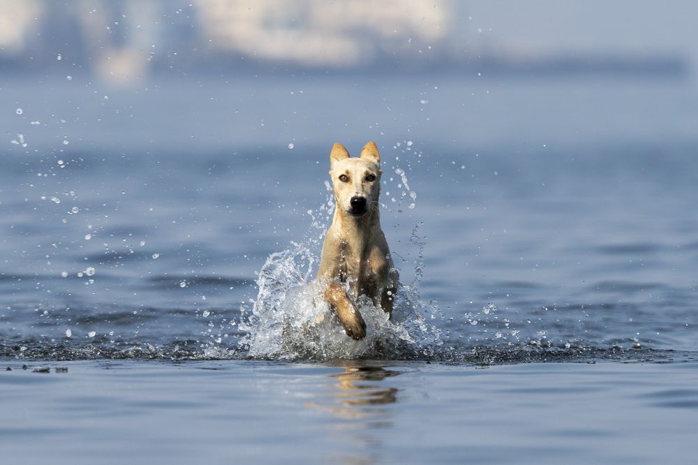 Photograph by Abel Cancino Gutierrez