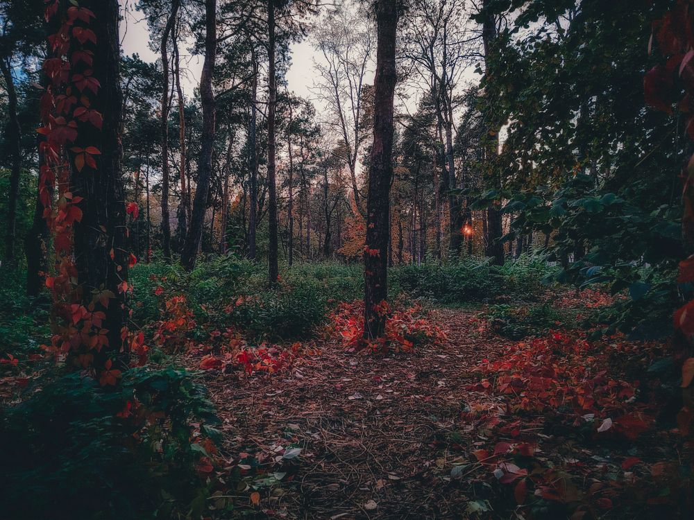 Photograph by Анастасия Белогурова