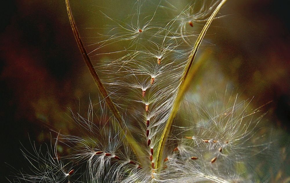 Воздушные пушинки