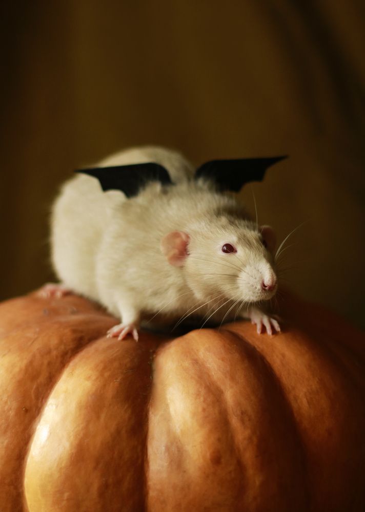 Photograph by Лилия Беда