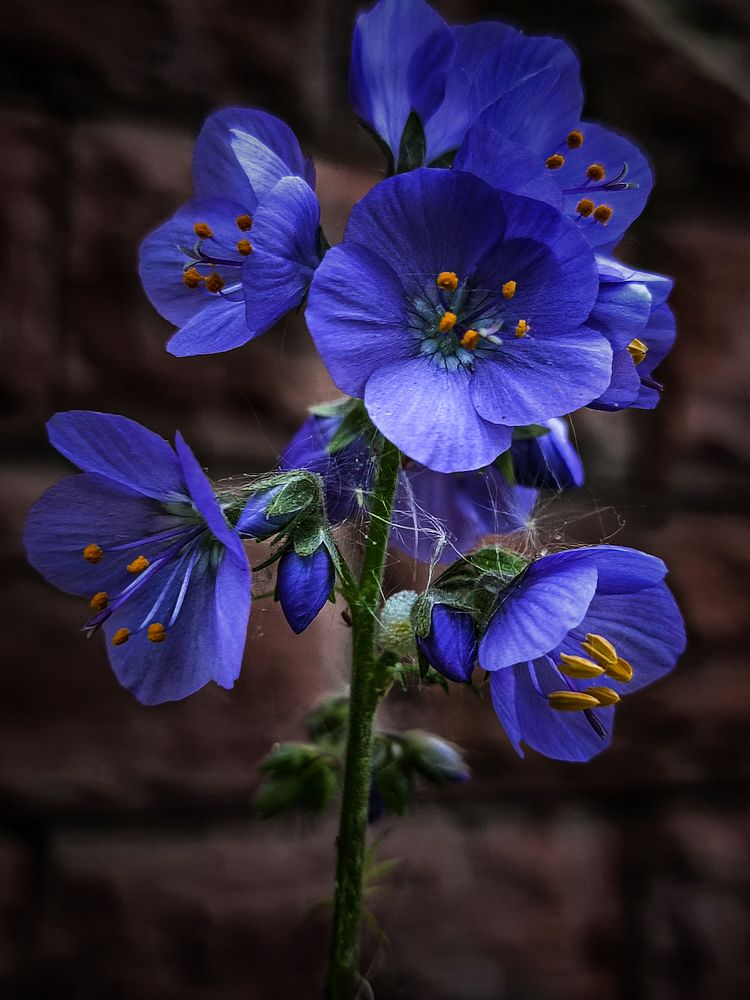 Фотография автора Ольга Сорокина