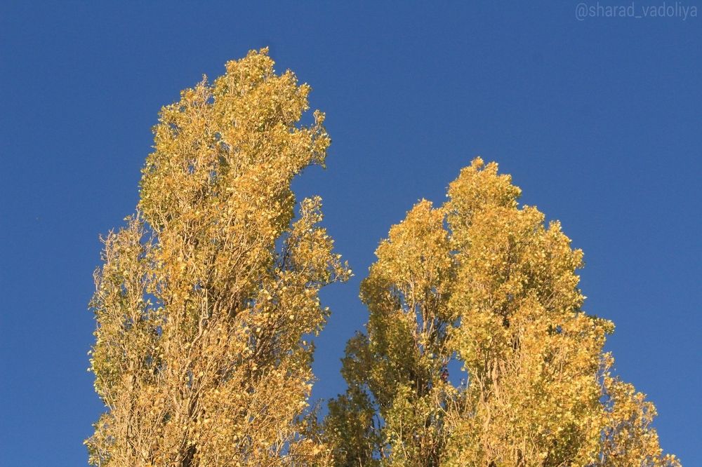 Photograph by Sharad vadoliya