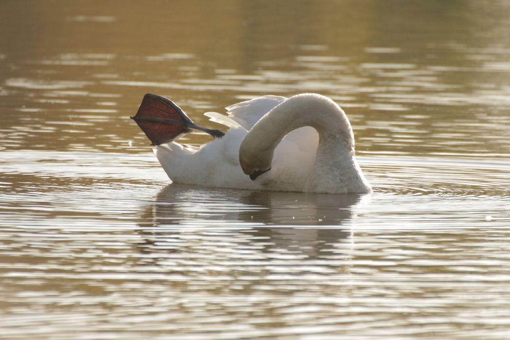 Photograph by Елизавета Цемко