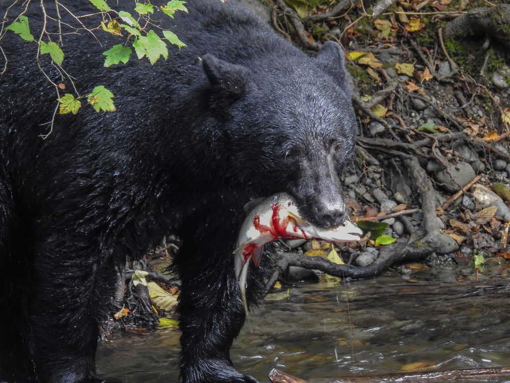 Photograph by Tareen