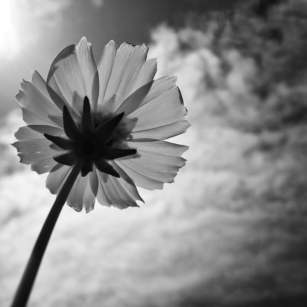 Photograph by Lionel