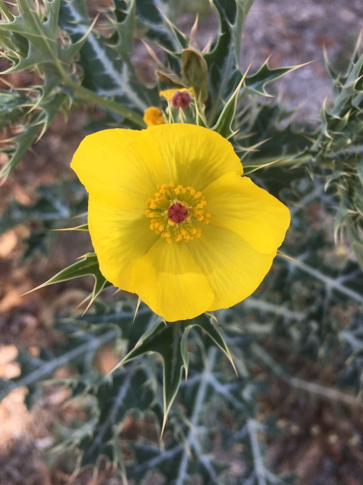 Photograph by Sharad vadoliya