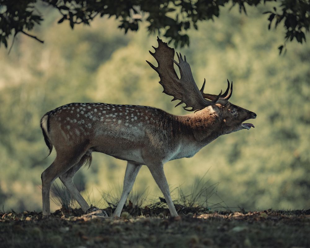 Photograph by Romans Kalans