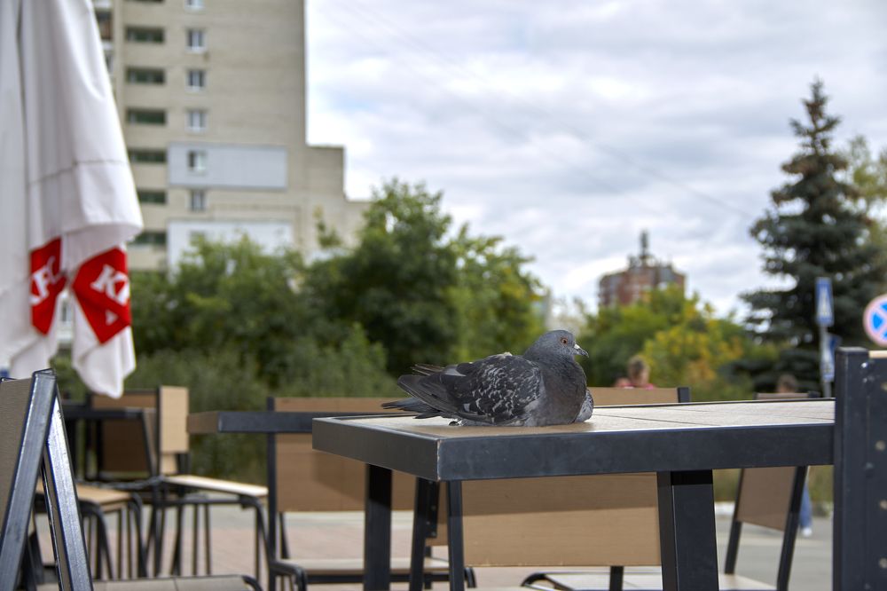 Не курица но птица