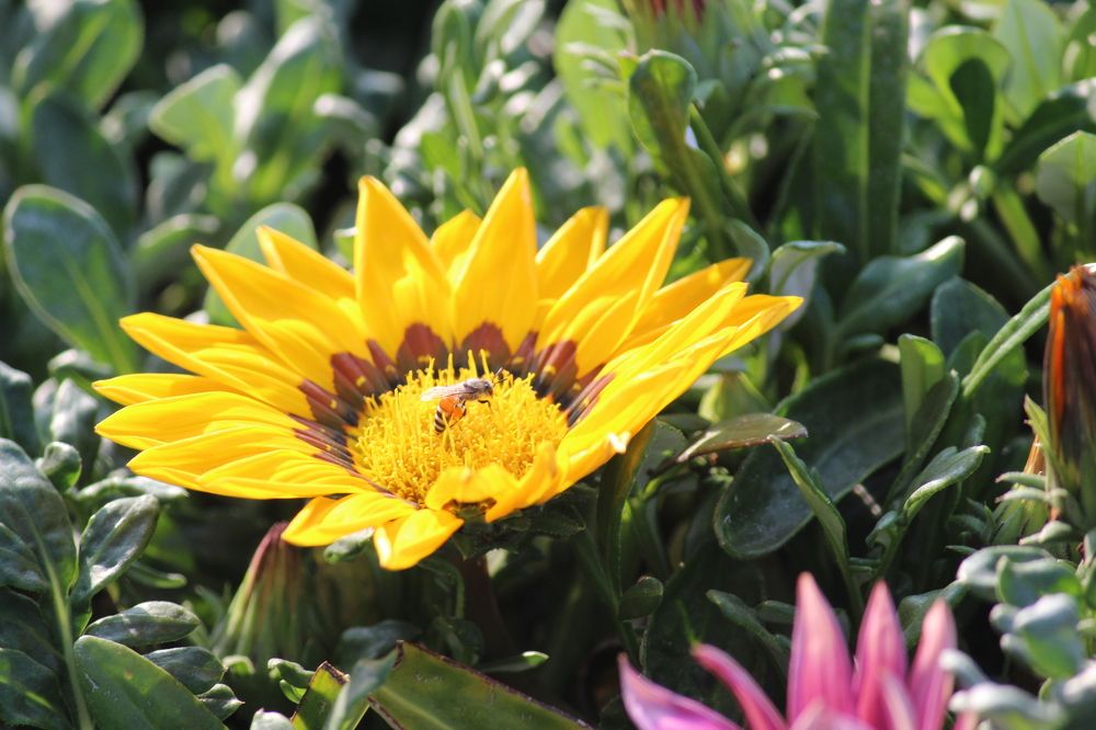 Photograph by Sharad vadoliya