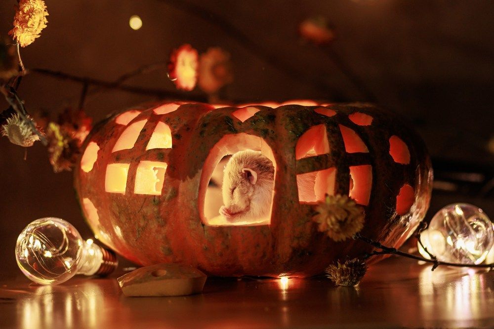 Photograph by Елена Щенина