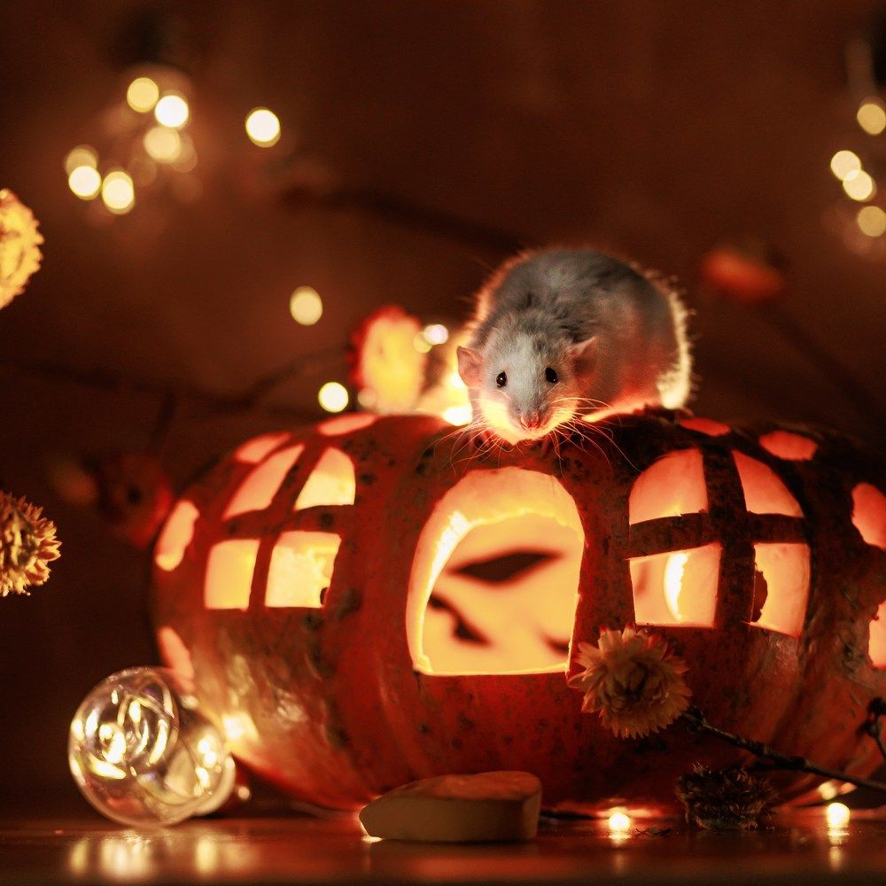 Photograph by Елена Щенина